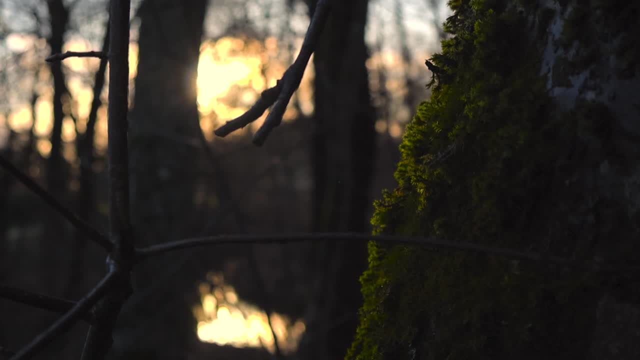 Slowly moving upwards along the mossy tree trunk textured surface in the foreground. Blurred silhouettes of dark trees and branches in the background. Yellow-orange sunset, glowing through the forest