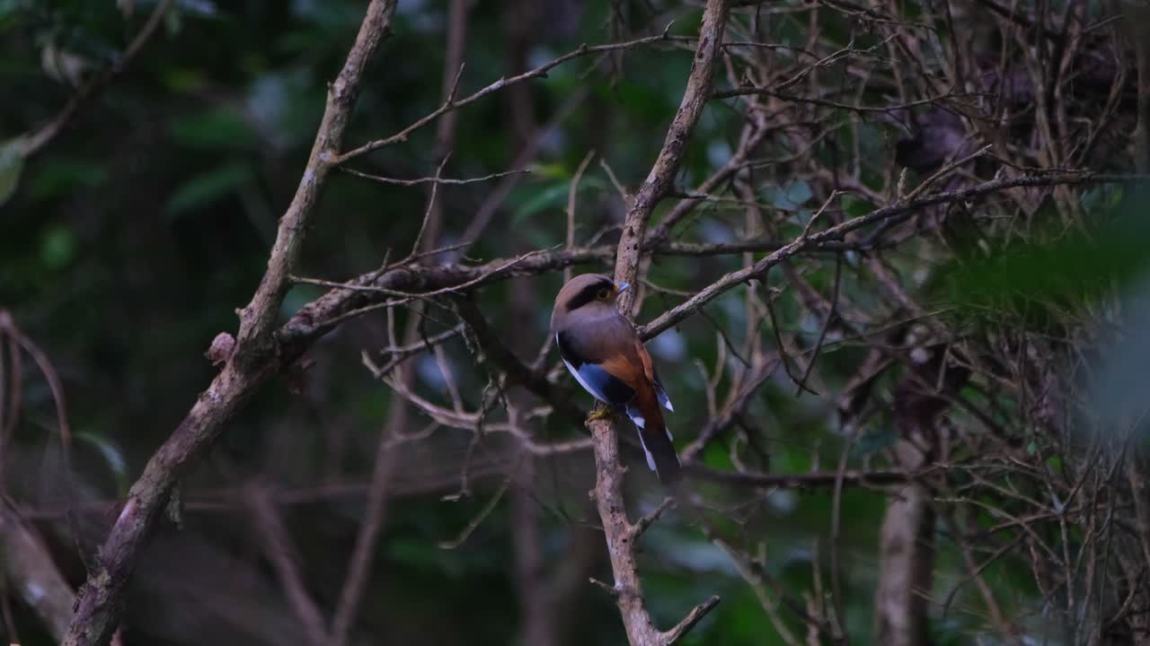 Seen from its back perched within bare branches then flies away, Silver-breasted Broadbill, Serilophus lunatus, Kaeng Krachan National Park, Thailand