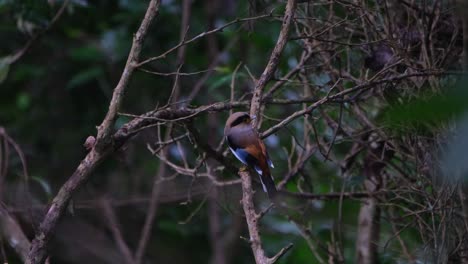 Von-Seinem-Rücken-Gesehen,-Der-In-Kahlen-Zweigen-Sitzt-Und-Dann-Wegfliegt,-Silberbrust-breitschnabel,-Serilophus-Lunatus,-Kaeng-krachan-nationalpark,-Thailand