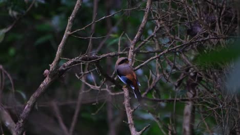 seen from its back perched within bare branches then flies away, silver-breasted broadbill, serilophus lunatus, kaeng krachan national park, thailand
