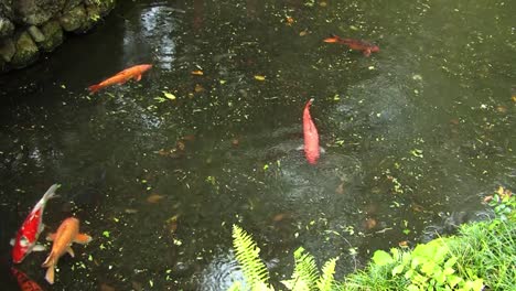 Peces-Koi-Nadando-En-El-Estanque-Junto-Al-Templo-Byodo-in,valle-Of-The-Temples-Memorial-Park-Kahaluu,-Oahu,-Hawaii