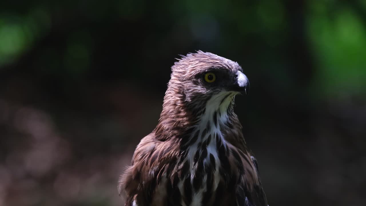 mirando bruscamente a la derecha y luego gira la cabeza dejando al descubierto su cresta, pinsker's hawk-eagle nisaetus pinskeri, filipinas