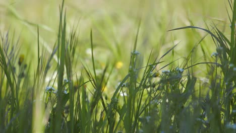 Close-Up-Of-Green-Grass-And-Flowers-On-The-Field-On-A-Windy-Day