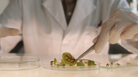 scientist handling a plant sample in a lab