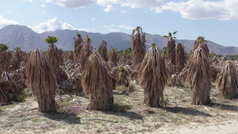 dried palm trees amidst badlands with mountainous background