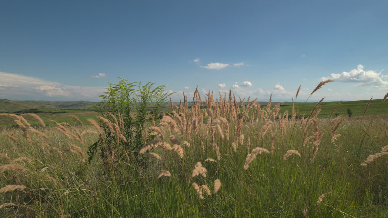 Tall grass in the field blowing in the wind.Stipa Allgau. Green plain, blue sky with white clouds