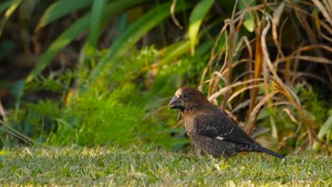 male thick-billed weaver searching lawn grass for seeds in the springtime