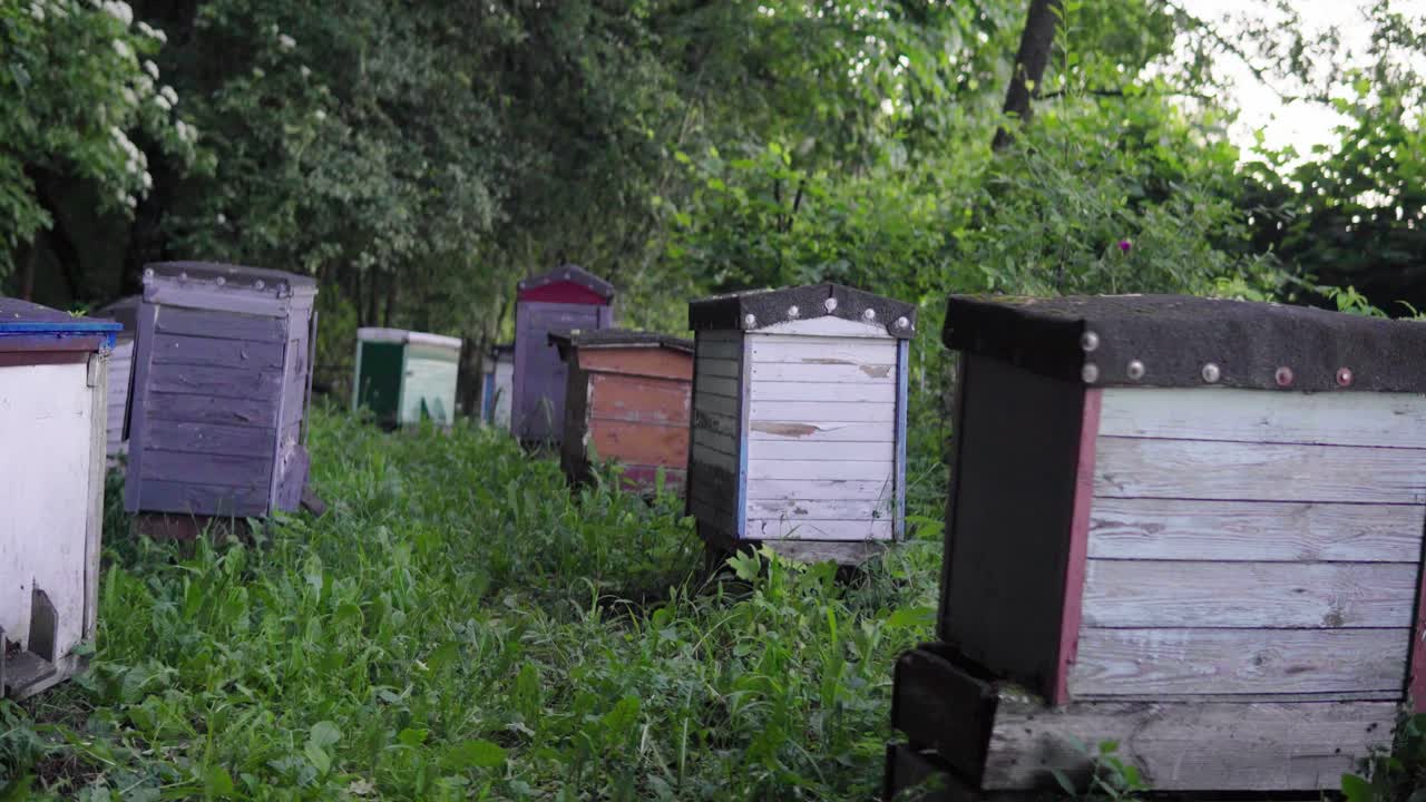 키 큰 나무와 높은 푸른 잔디 사이의 숲에 위치한 오래된 양봉장