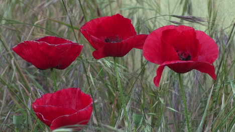 Four-red-poppies-among-green-herbs,-wild-flowers-that-in-spring