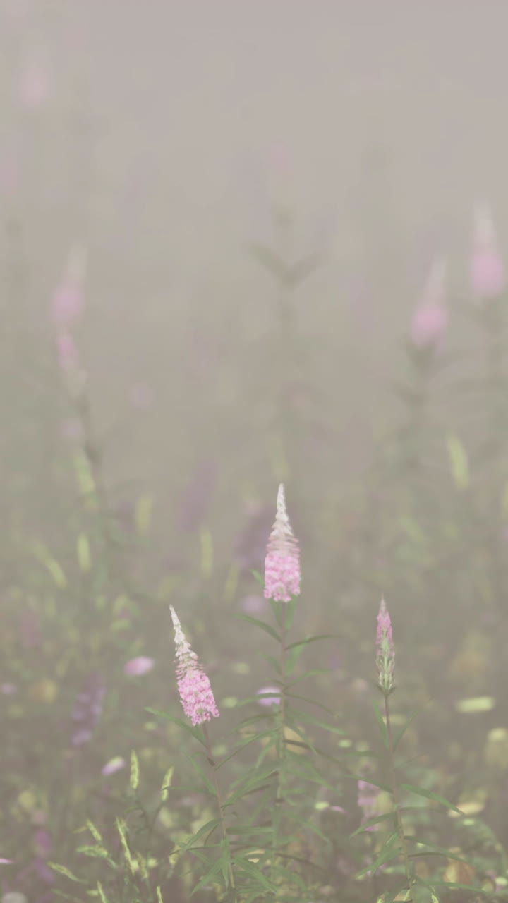 안개 에 있는 분홍색 꽃