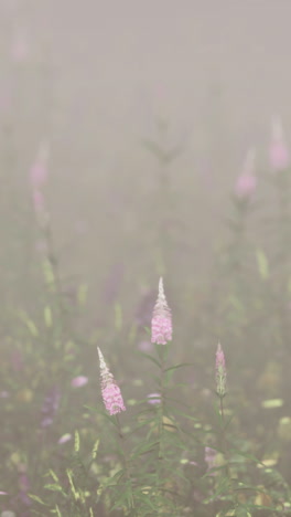 pink flowers in a misty field