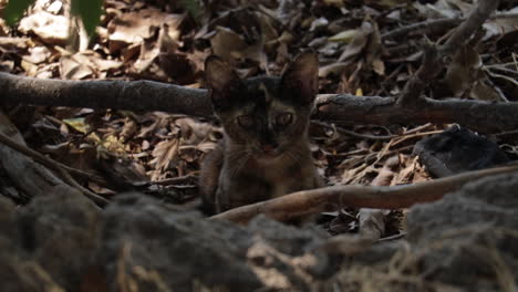 Gatito-Marrón-Salvaje-Juega-Con-Una-Rama-En-Una-Reunión-De-árboles