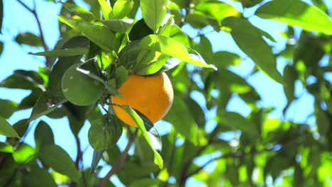 pomarańcza w drzewie pomarańczowym