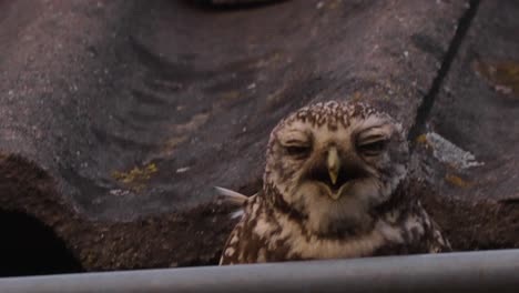 little owl in guttering of roof forcing object out of throat