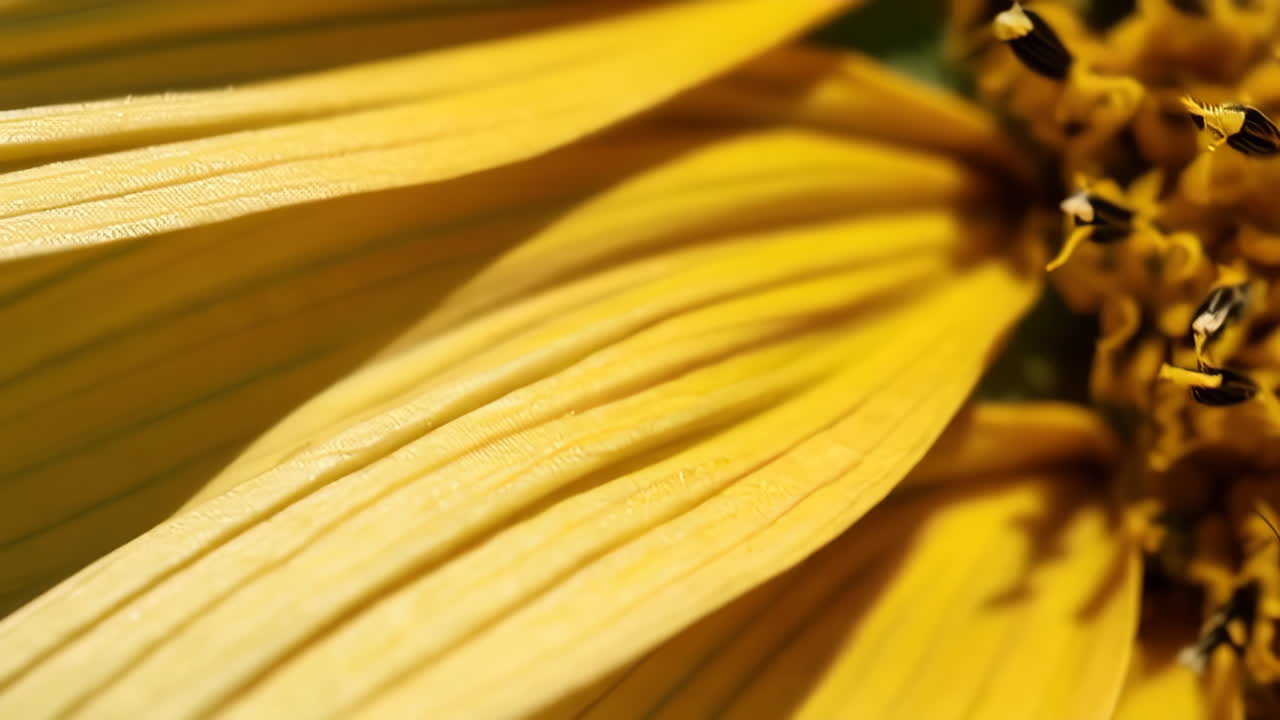 Close-up of a Yellow Plant Leaf