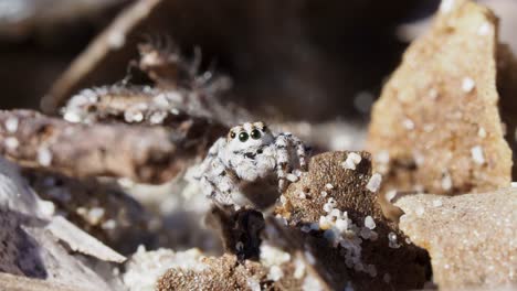 peacock spider