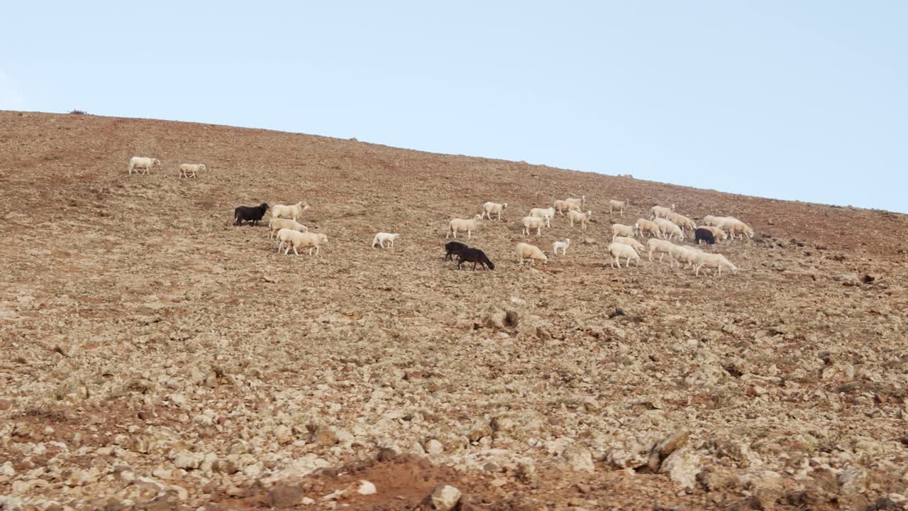 Gregge di capre che cammina su un pendio montuoso roccioso e sabbioso sull'isola di Lanzarote.