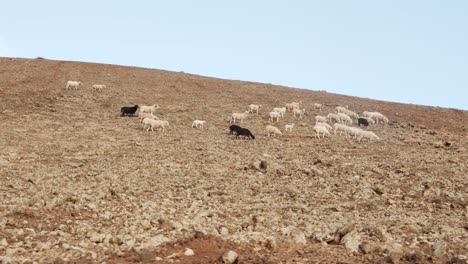 rebaño de cabras caminando por la ladera de una montaña rocosa y arenosa en la isla de lanzarote