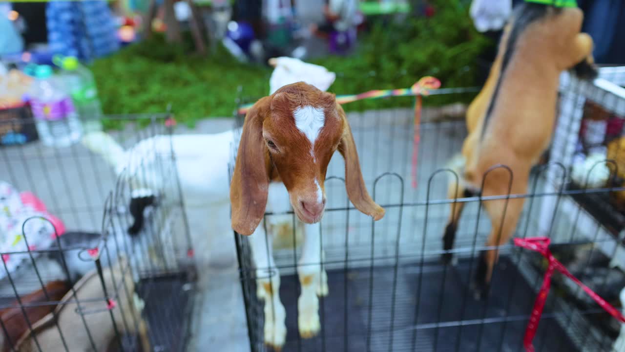 A goat energetically jumps over a fence in a bustling Bangkok market, captured in vibrant daylight with lively surroundings