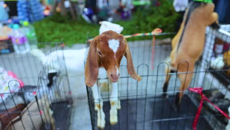 a goat energetically jumps over a fence in a bustling bangkok market, captured in vibrant daylight with lively surroundings