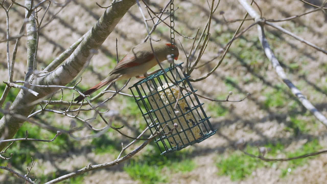 самка северного кардинала и пушистый дятел делят кормушку из сутаны в конце зимы в южной каролине