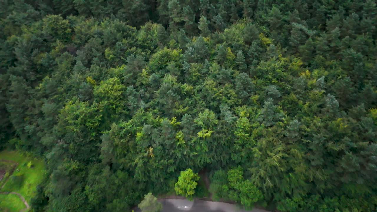 Drone camera ascends above a winding forest road and parking area in Hope Valley, England, revealing dense summer foliage under soft natural daylight