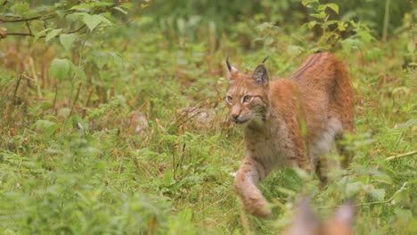 european lynx in forest