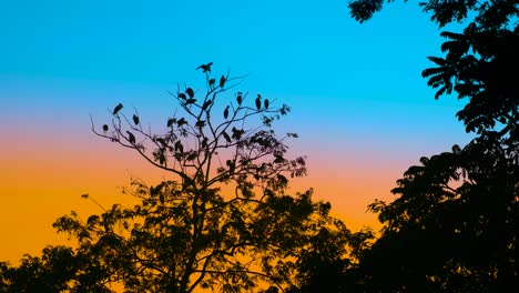 migratory wild birds resting on treetop at forest during twilight hour. sunset or sunrise vibe. 4k