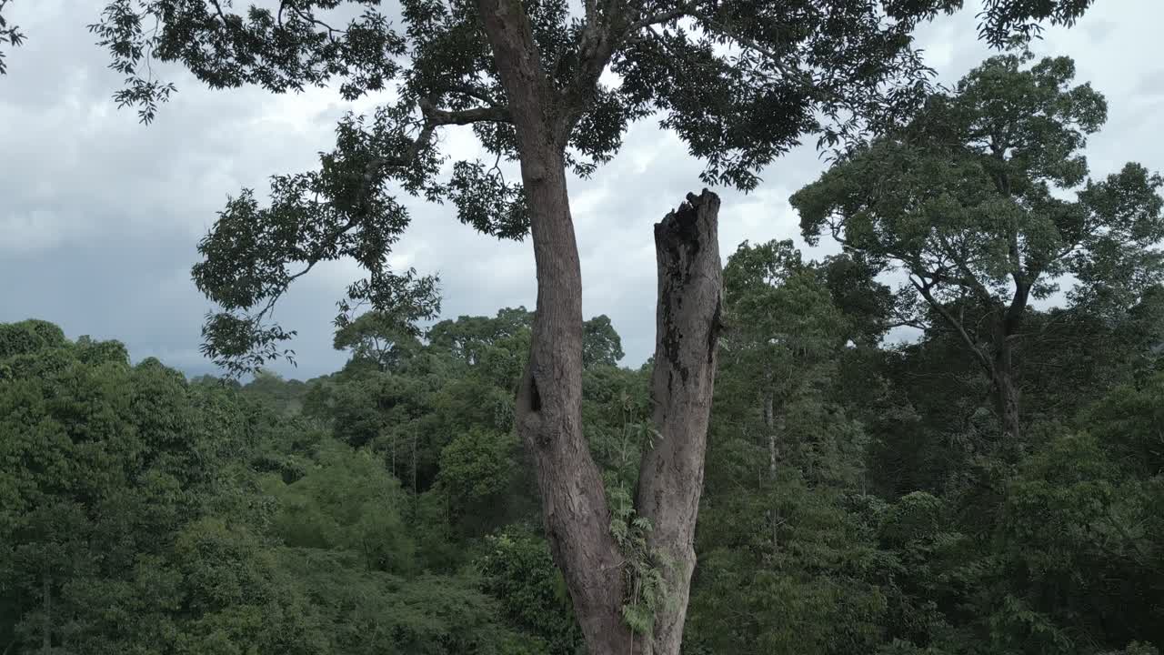 Green Durian Farm Located At Sarawak Borneo