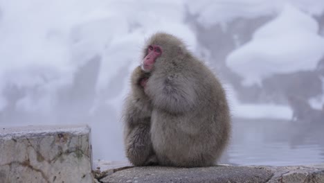 Schneeaffen-Drängen-Sich-Im-Kalten-Winter-Zusammen,-Jigokudani-Yaen-Koen,-Nagano