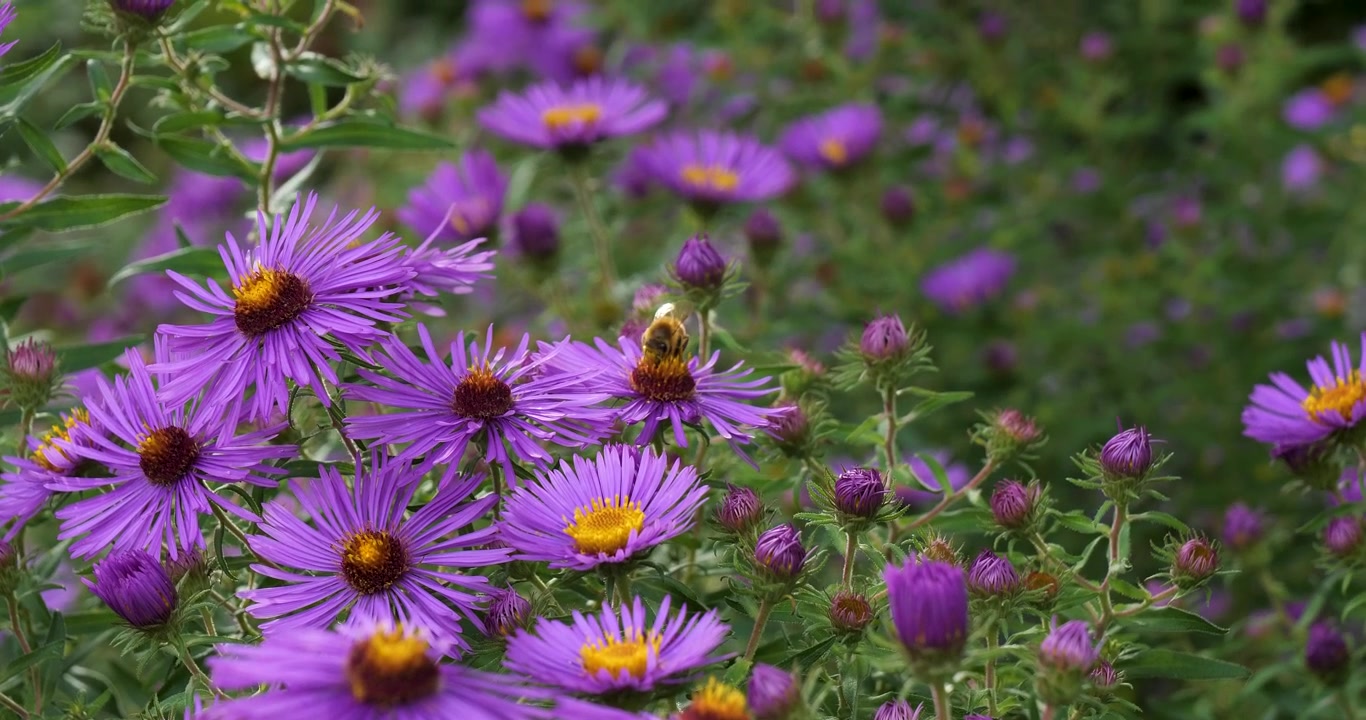 Áster da Nova Inglaterra (Symphyotrichum novae-angliae) nos Jardins Butchart, Victoria, Colúmbia Britânica, Canadá