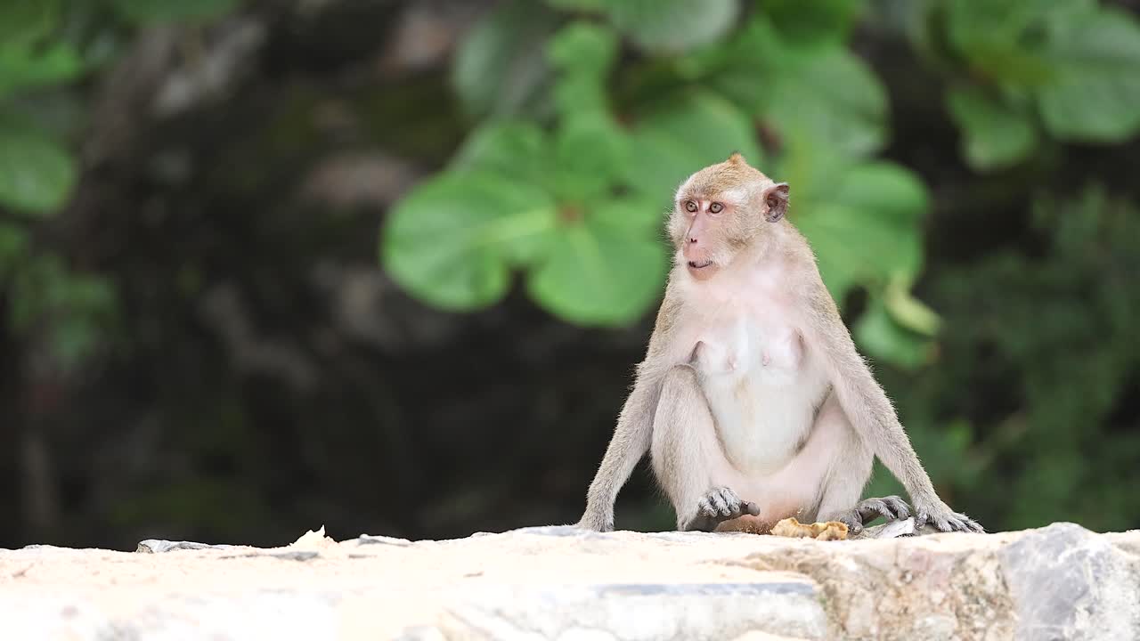 mono caminando y observando el entorno en la playa