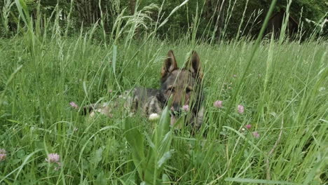 German-shepherd-dog-lying-in-high-grass-–-gimbal-shot