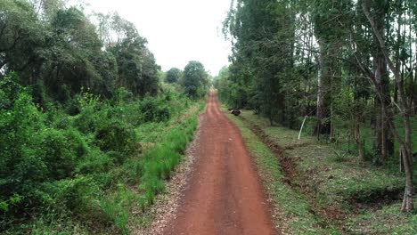 Moving-forward-along-a-serene-dirt-path-in-the-midst-of-the-tranquil-jungle,-the-scene-captures-the-peaceful-and-immersive-nature-experience