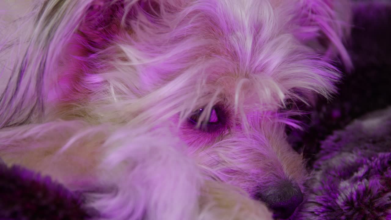 Cane annoiato che si guarda intorno sul divano. Cane meticcio Jack Russell Terrier che riposa. Illuminazione RGB. Cane con luci da discoteca