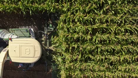 top-down view of a corn harvester in action, methodically cutting through rows of corn plants.