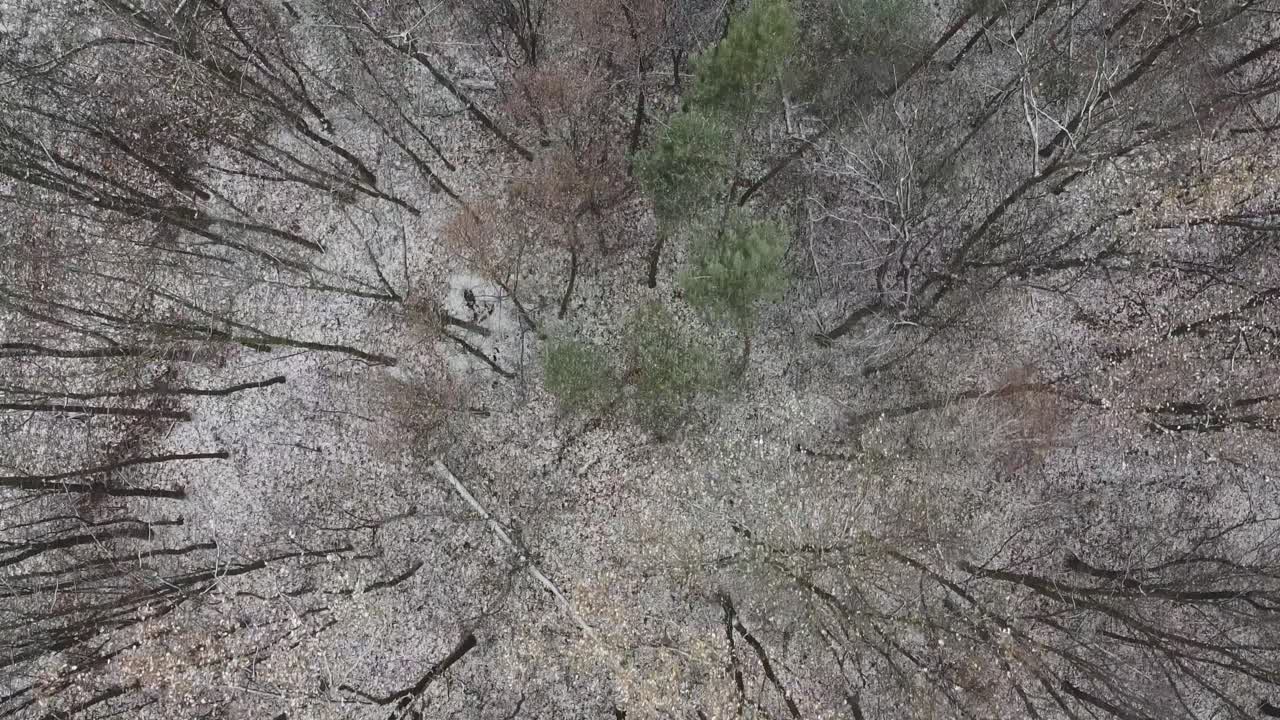 형형색색의 가을철 나무가 있는 눈 덮인 숲의 직접 하향식 드론 샷