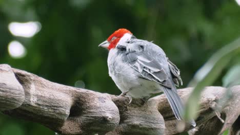 close up shot of beautiful red-cowled cardinal sitting on curvy branch