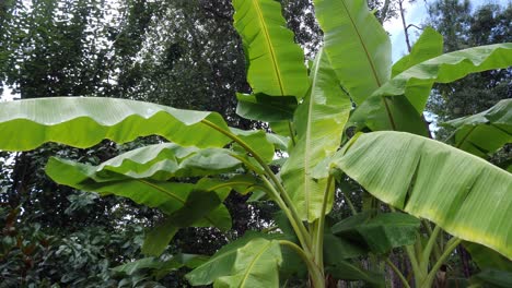 looking up at the leaves of several banana trees after a summer rain