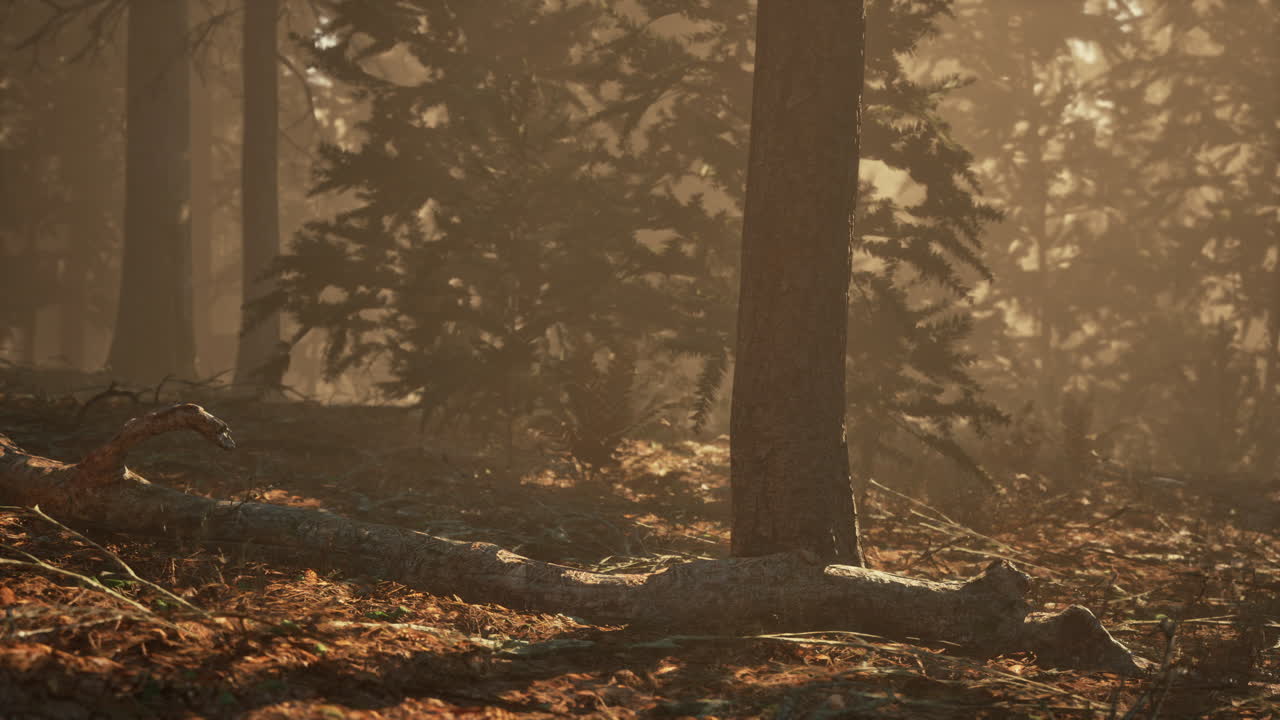 안개가 많은 아침에 가을의 소나무 숲