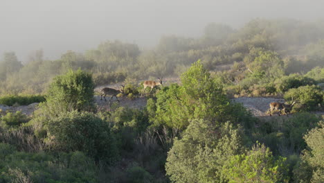 mountain goat pack roaming through verdant bushes on a misty sunny day