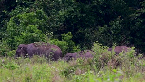 Los-Elefantes-Asiáticos-Son-Especies-En-Peligro-De-Extinción-Y-También-Son-Residentes-De-Tailandia