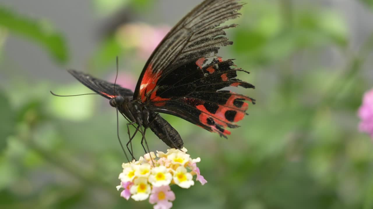 Farfalla tropicale dai colori nero e rosso posata su un fiore, che raccoglie nettare con le zampe durante una giornata di sole estiva - primo piano a fuoco.