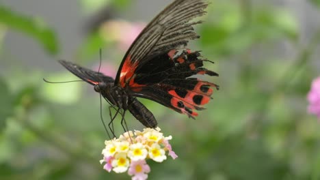 tropical black and red colored butterfly sitting on flower and gathering nectar of blossom with legs during sunny day in summer sesaon - close up in focus shot