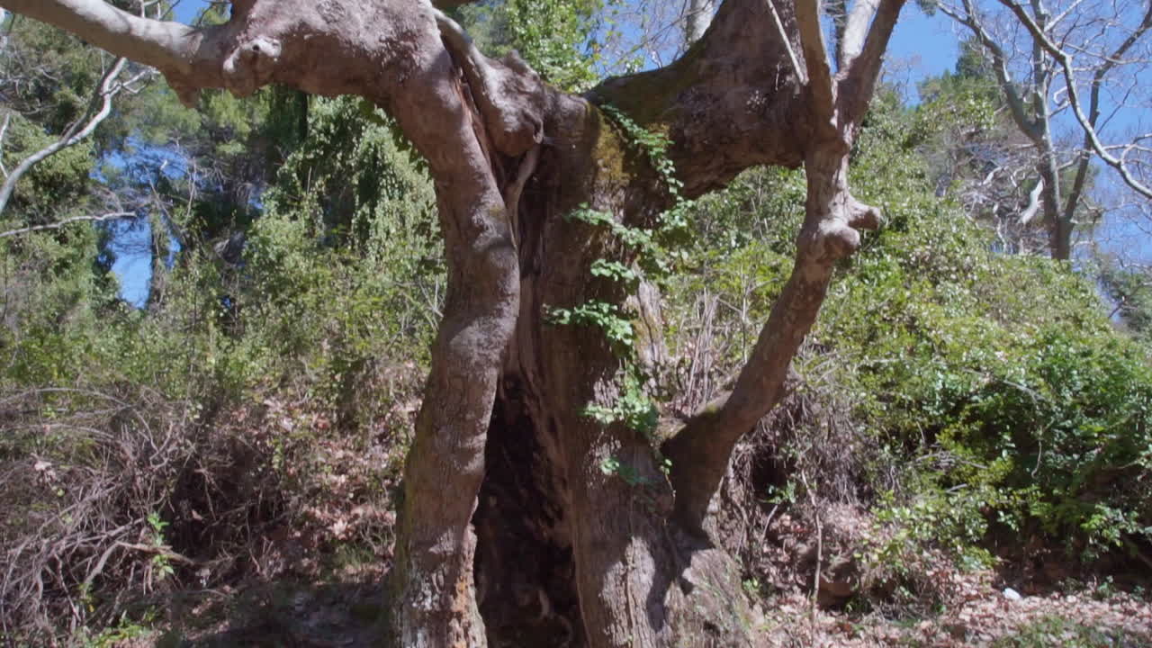 tiro inclinado de un árbol viejo con una gran cavidad, montaña parnitha, grecia