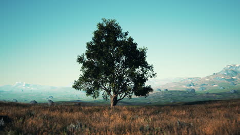 dark autumn tree and the yellow grass field