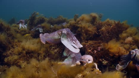 Riesige-Australische-Tintenfische-Sepia-Apama-Migration-Whyalla-Südaustralien-4k-Zeitlupe,-Paarung,-Eier-Legen,-Kämpfen,-Aggregation,-Unter-Wasser