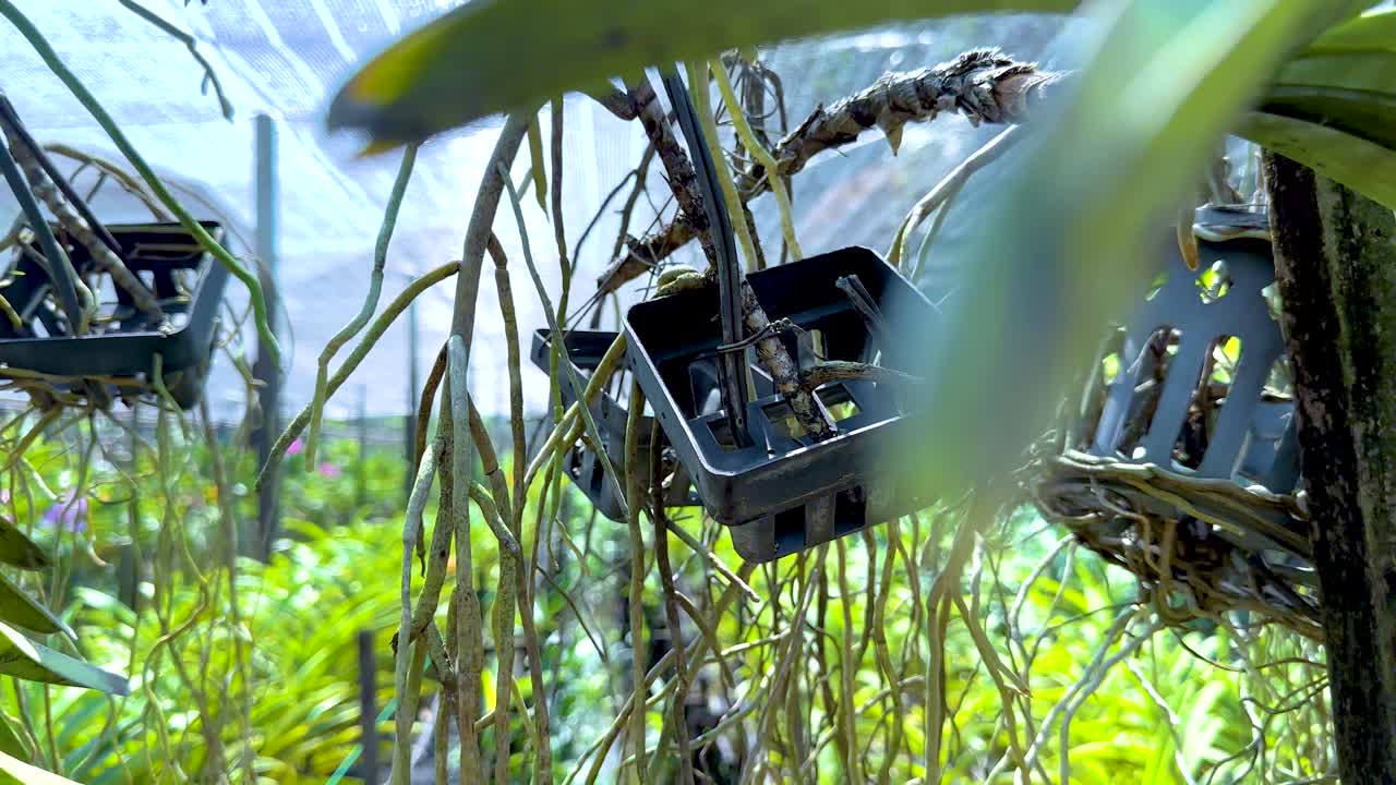 orquídeas colgantes en un entorno de invernadero exuberante