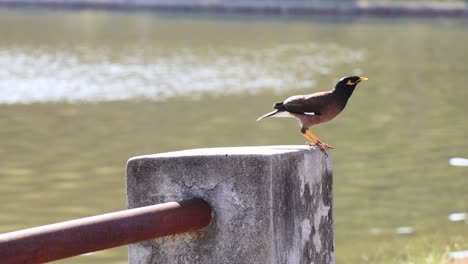 bird perches, moves, and observes by water