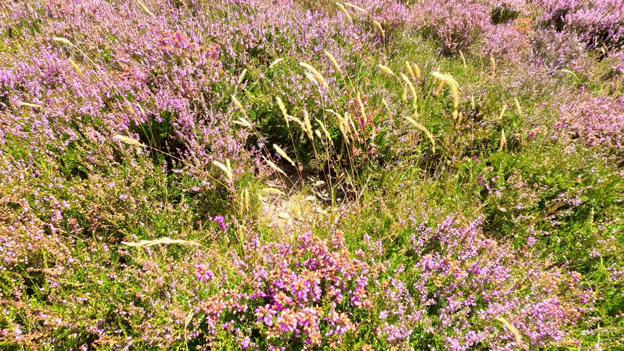 Vibrant heather and wild grasses gently move in the breeze on a sunlit hillside in Clova, Scotland. Static camera, natural daylight